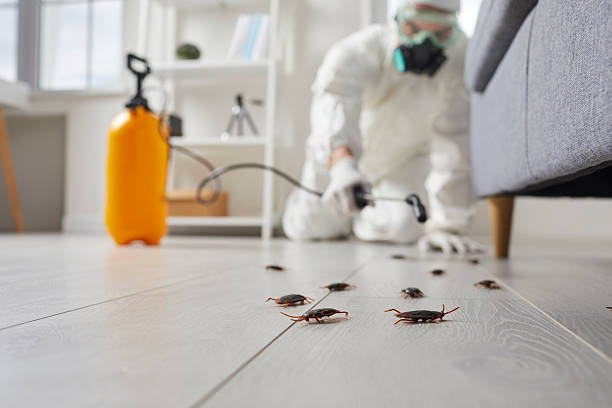 Trusted Cockroach Control service in Woodsville, NH - Nex Pest Control